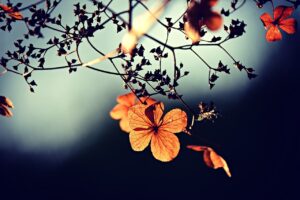 flowers, twigs, dry-3876195.jpg