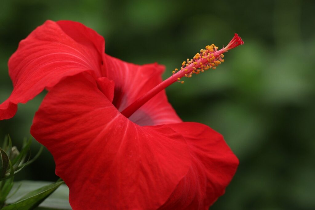 hibiscus tea, perfect for summer drink according to ayurveda